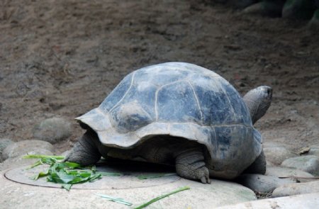 北京动物园乌龟