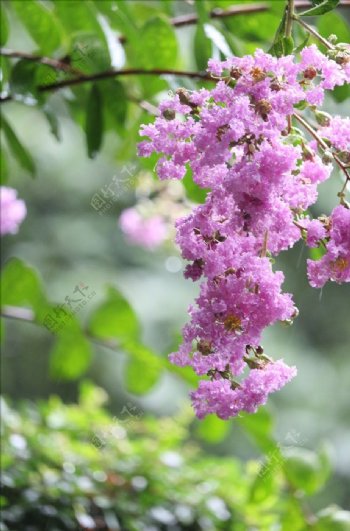 美丽的花朵