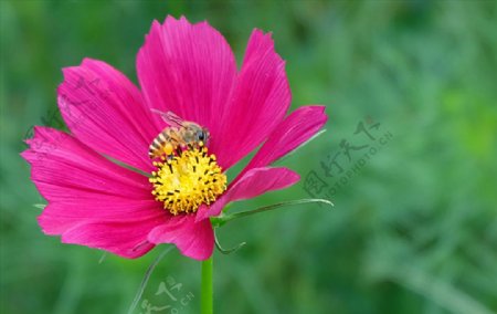 格桑花与蜜蜂高清摄影图