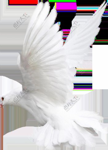 起飞的白色和平鸽