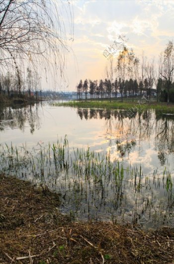 洋湖湿地