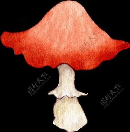 食用蘑菇透明装饰素材
