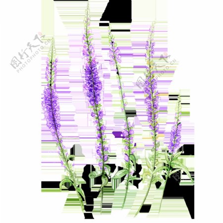 手绘紫色花朵元素