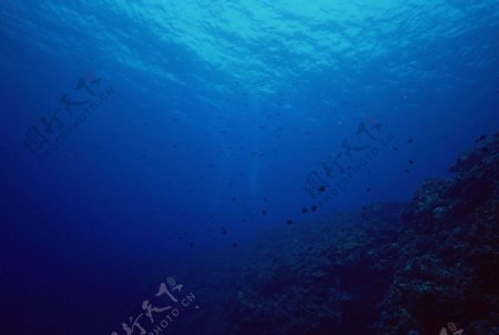 海洋生物海底鱼类海水