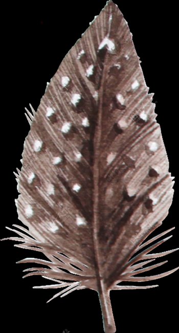 森系羽毛透明装饰图案