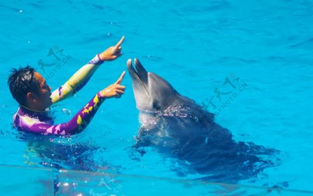 海豚表演海豚游戏