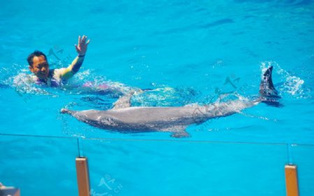 海豚侧泳