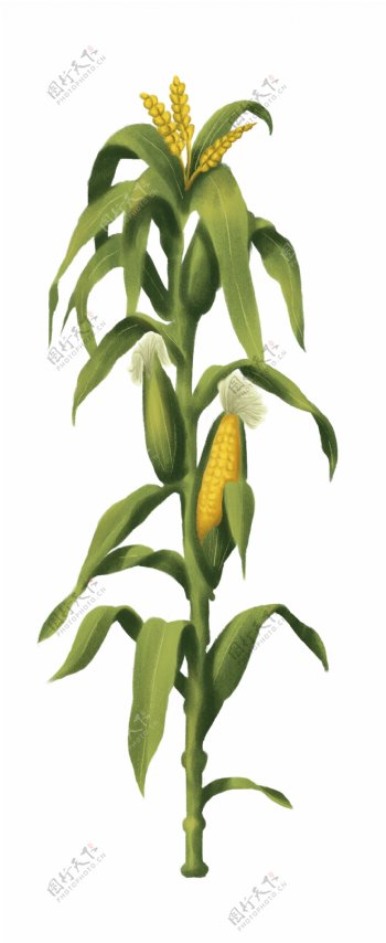 玉米手绘卡通素材