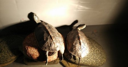 珍珠龟