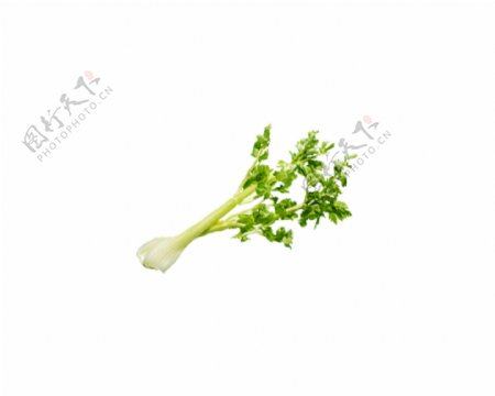 新鲜绿色香菜植物蔬菜