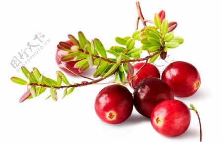 美味水果蔓越莓果实季节