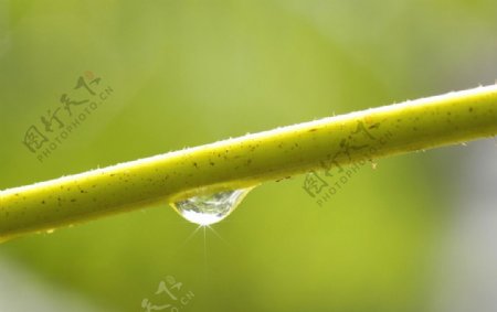 雨滴特写