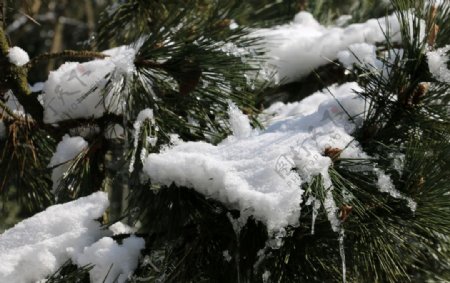 松枝上的雪