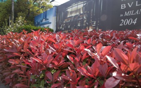 红叶石楠植物