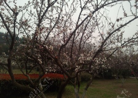 杏树林