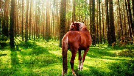 森林中的马