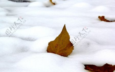 雪地上的一片秋叶