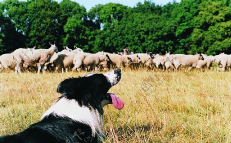 狗和羊群