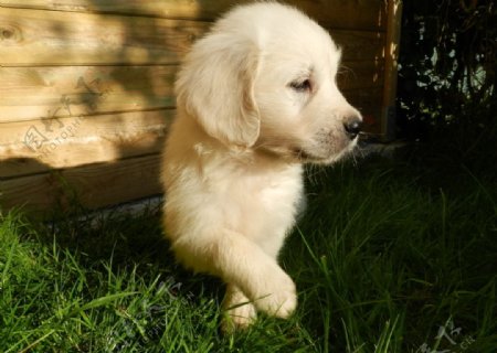 白色金毛幼犬