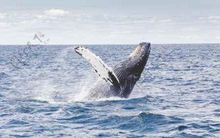 跳跃的鲸鱼