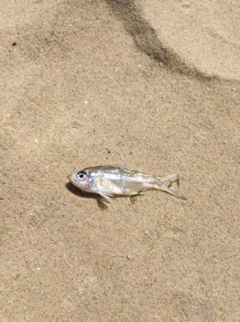 沙滩银鱼
