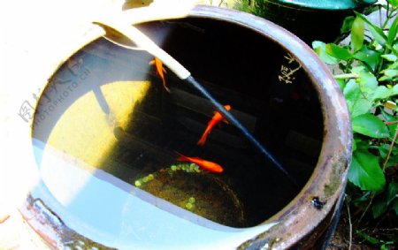 中国风金鱼水缸