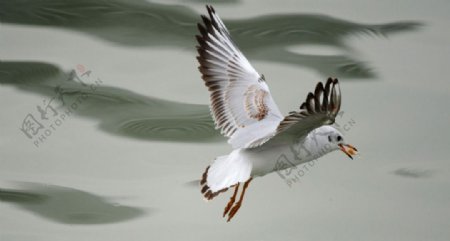 海鸥海鸟展翅飞翔