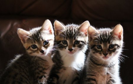 三只小萌猫