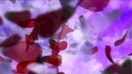 紫红花瓣幻像动态视频素材