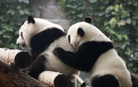 玩耍的两只熊猫