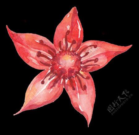 五角星红色花朵卡通透明素材