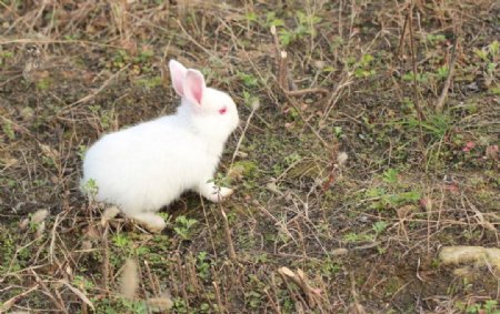 小白白兔兔兔草