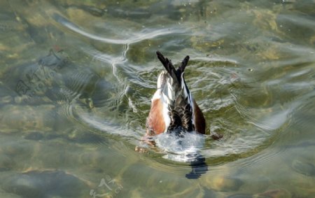 鸭子把头潜入水中觅食