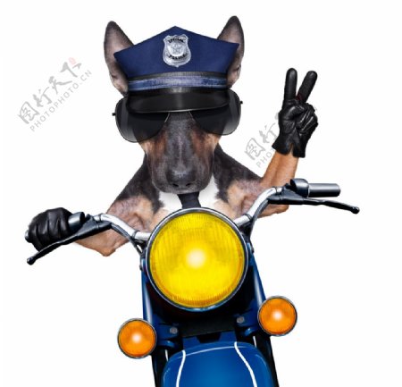 狗警察