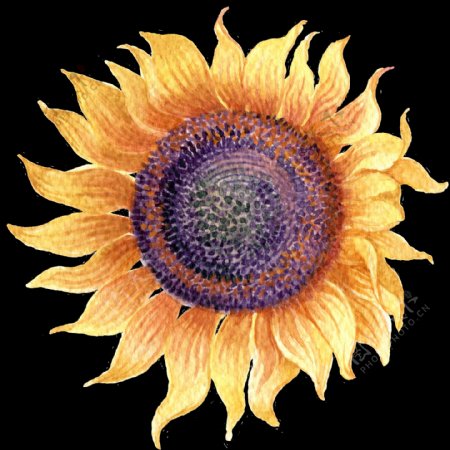 水彩涂鸦向日葵透明素材