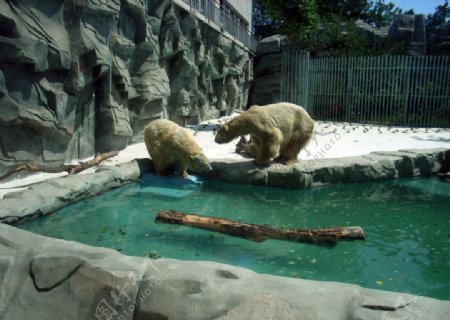 两只北极熊的生活