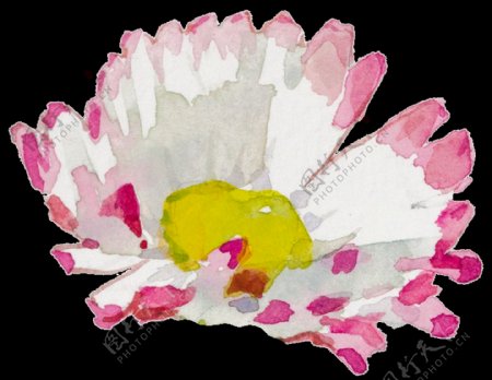 白粉色手绘菊花水彩透明素材