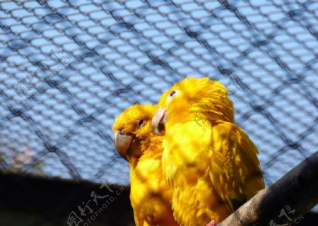 黄色接吻鸟