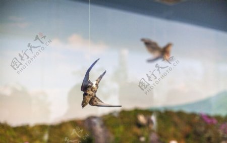 济州民俗博物馆鸟类标本