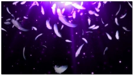 紫色羽毛星光视频素材