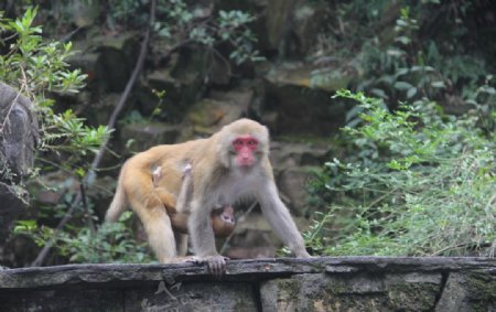 张家界野生猕猴