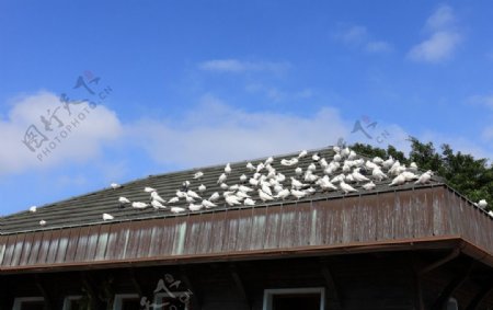 屋顶上的白鸽