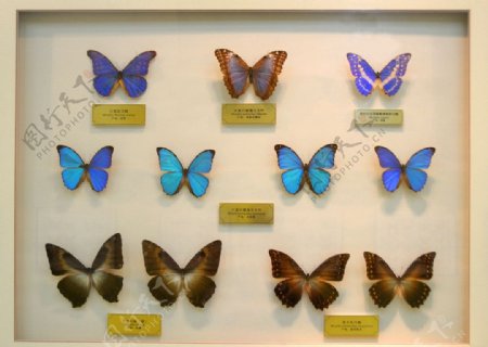 珍贵蝴蝶标本
