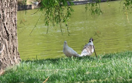 湖边的鸽子
