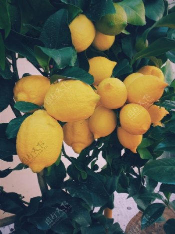 挂在树上的柠檬