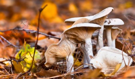秋天的蘑菇