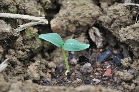 发芽新生植物豆