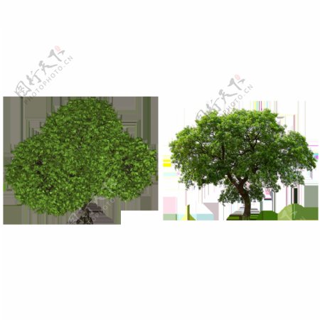 两棵绿色大树免抠png透明图层素材