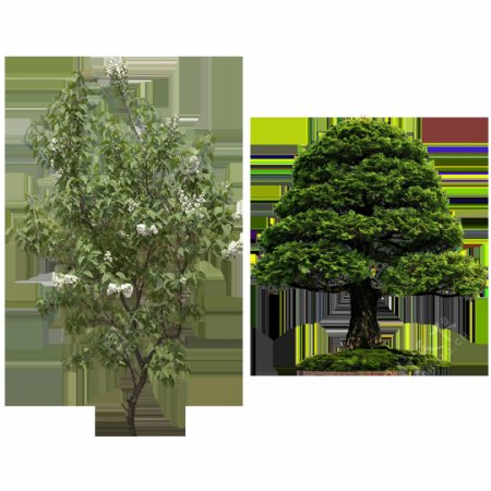 两棵树免抠png透明图层素材