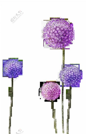 紫色圆球花png元素素材